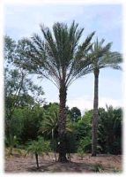 Sell Egyptian Date Palm Trees at Wholesale Prices