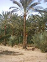 Sell egypt pam trees wholesale palm trees exporter