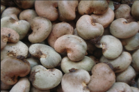 Raw Cashewnuts