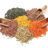 Premium Quality Red Lentils / Yellow Lentils / Green Lentils