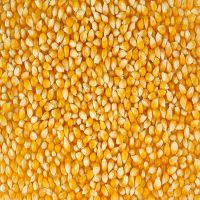 White and Yellow Maize Corn for sale