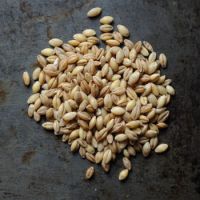 Super High Quality Organic Malting Barley / Hulled Barley / Pearl Barley