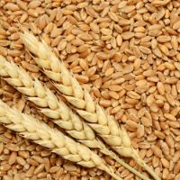 QUALITY Durum wheat