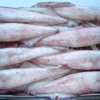 1st Grade High Quality Frozen Squid With Best Price