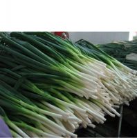 Fist Grade and Quality Fresh Scallion