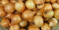 Yellow Onion Seeds Supply