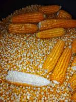 RAW MAIZE CORN YELLOW WHITE High Quality