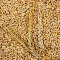 QUALITY BARLEY GRAINS/Barley seeds