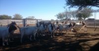 Livestock Full Blood Boer Goats-Mutton