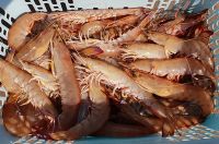 FROZEN  SEA FOOD, OCTOPUS, LOBSTER, SHRIMPS, CRAB, FISH, 