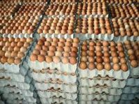 Fresh Table Eggs White / Fresh Table Eggs Brown 40g-50g-60g-65g-70g