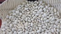 Best Quality White Butter Beans At Low Cost Bulk Price