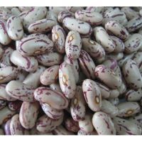 Kidney Beans Beans sugar pinto beans for sale Black White Red Cranberry Jugo