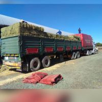 Alfalfa Hay Lucerne Hay Bales & Other Animal Feeds