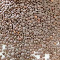 Organic Green Lentils for Sale
