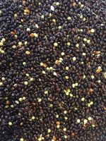 Best Selling Premium Wholesale Bird Feed Seeds Of Ukrainian origin Black Millet for Birds Food Shopping Online