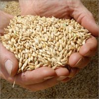 High Quality BARLEY