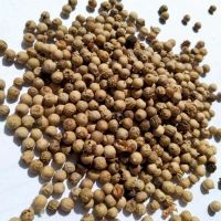 Muntok White Pepper Grade C (SNI II)