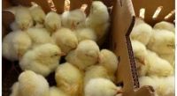 Broiler Chicks