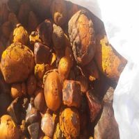 Ox Gallstones Cattle Gallstones Cow Gallstones Wholesale