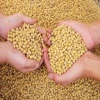 SOYBEAN WHOLE GRAINS, SOYBEAN MEAL, FLOUR, PELLETS, EXPELLERS ANS YELLOW CORN FOR SALE