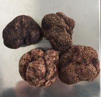 Best white/Black truffle, fresh truffle for sell in European Market