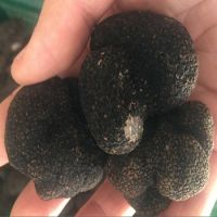 Best Eu white/Black truffle, fresh truffle for sell good price