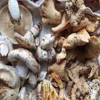 Fresh brown matsutake mushroom for sale