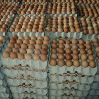 Best quality farm Fresh white chicken eggs, Fresh Chicken Hatching EGGS