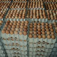 Fresh Table Eggs / farm fresh chicken eggs / chicken eggs (competitive prices)