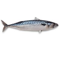 Bulk Supply Frozen Pacific Mackerel /Fast Selling Pacific Mackerel fish