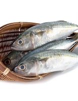 Whole Sale & Hot Sale Frozen Horse Mackerel, Salmon, Ribbon Fish , Eel, Sea Bass Globefish & Tuna Fish