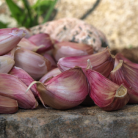 Fresh White and red Garlic- new arrival - Hot Sales