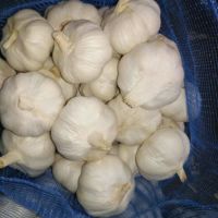 Fresh Farm Quality White Garlic for sale