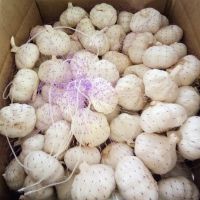 Pure white garlic/normal white garlic With Competitive Price