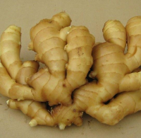 Different sizes and packages fresh ginger With Competitive Price