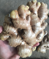 Fresh Farm Quality Ginger With Competitive Price