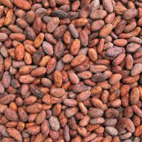 Best quality Cocoa Beans for sale