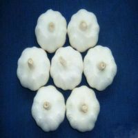 Best quality Garlic for sale