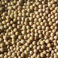 Best quality Dried Soy Beans for sale