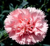 Sell Cut Carnation