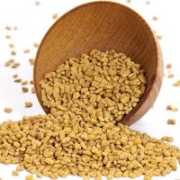 Egyptian Fenugreek Seeds Wholesale supplier