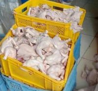 Whole Frozen Chicken, chicken feet, wings Supplier