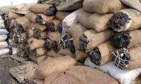 Quality charcoal cheap price