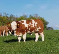 HOLSTEIN HEIFERS DAIRY COWS CHEAP PRICE