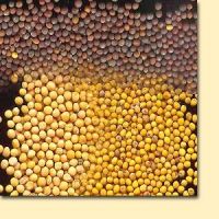 Yellow mustard seed and Black Mustard Seeds