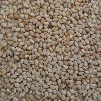 Quality  Organic Sesame Seeds Wholesale