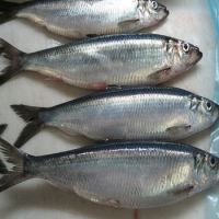 New catch Frozen Pacific Herring Fish from Norway for sale