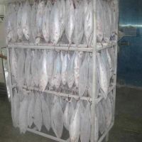 frozen and fresh  tuna for sale