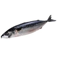 FROZEN ATLANTIC MACKEREL FISH